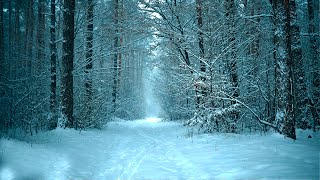 На Лесной Дороге Идет Снег. Зимняя Атмосфера Со Снегопадом.  Снежная Буря Для Фона И Отдыха.