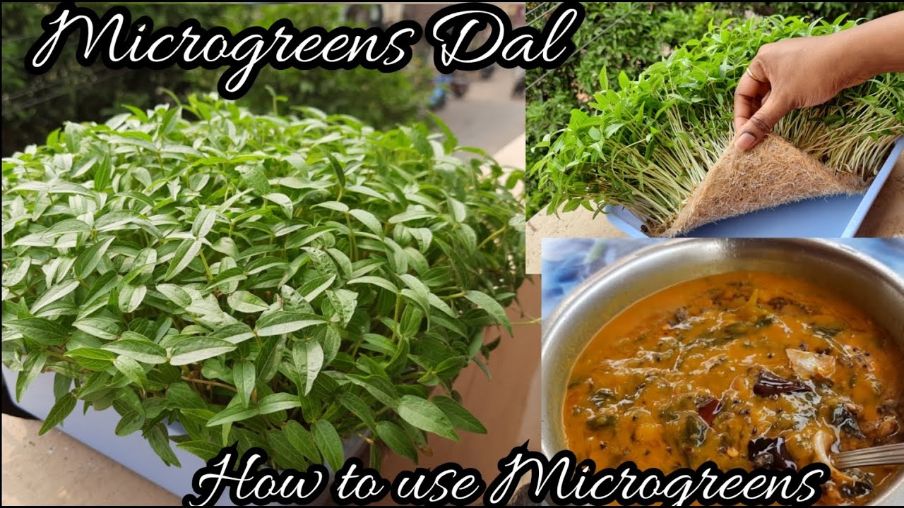 microgreens recipe | how to use microgreens | microgreens dal | moong dal microgreens recipes