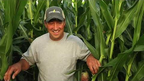 Iowa Corn 2021 | Corn Grows Iowa