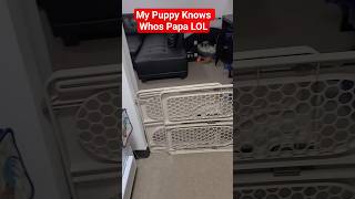 Muffin Knows Pappa Is Getting Home 🤣 #puppylife #puppyshorts #smartpuppy #funnypuppy #puppyshorts