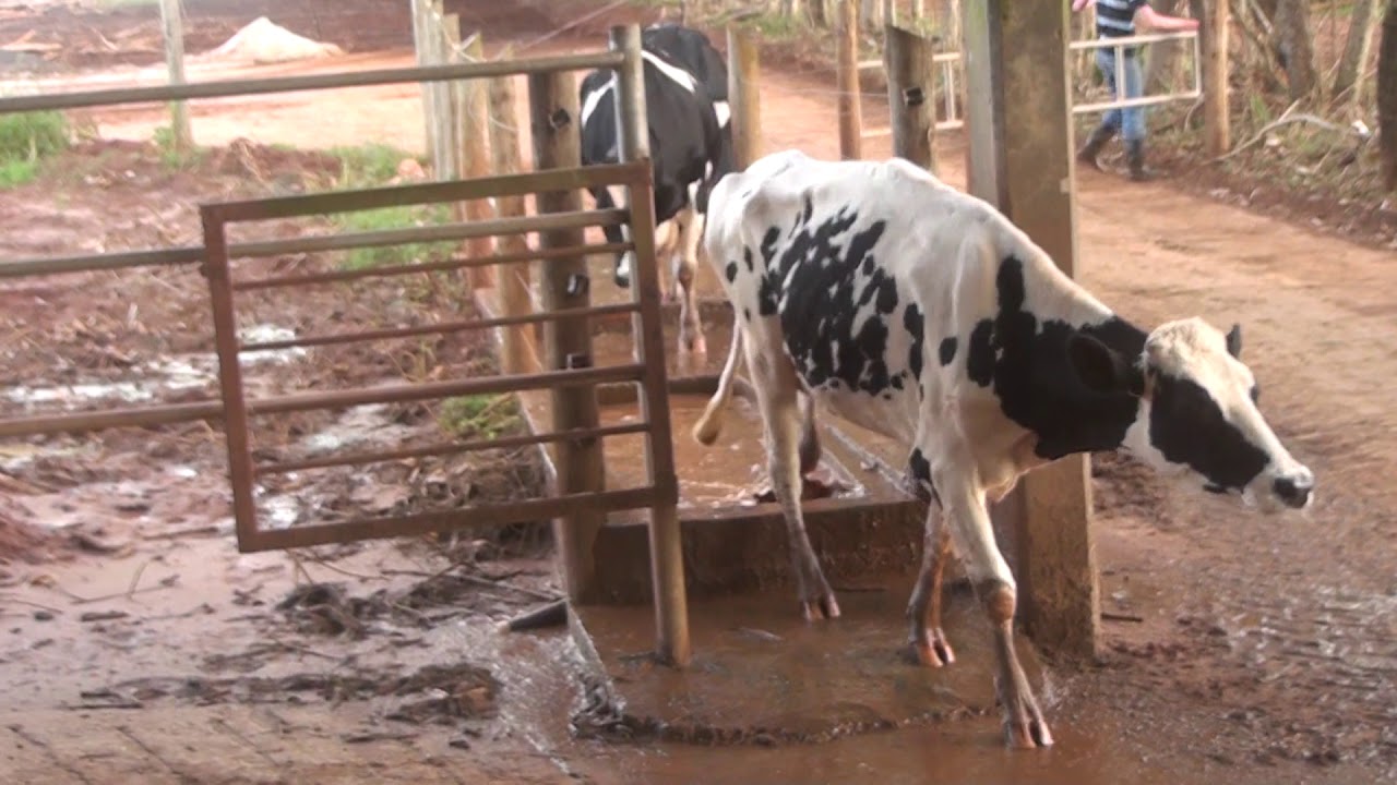 Cómo prevenir la mastitis  en vacas  lecheras