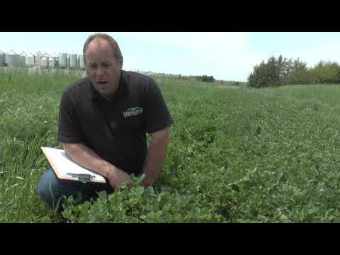 Video: Alsike-plantinformatie - Hybridum Alsike-klaver in de tuin kweken