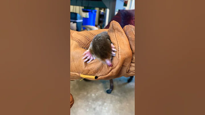 No eyes, no ears? Yeah they have them! #shorts #animals