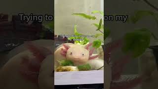 Axolotl #аксолотль #axolotl