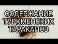 Содержание туркменских тараканов