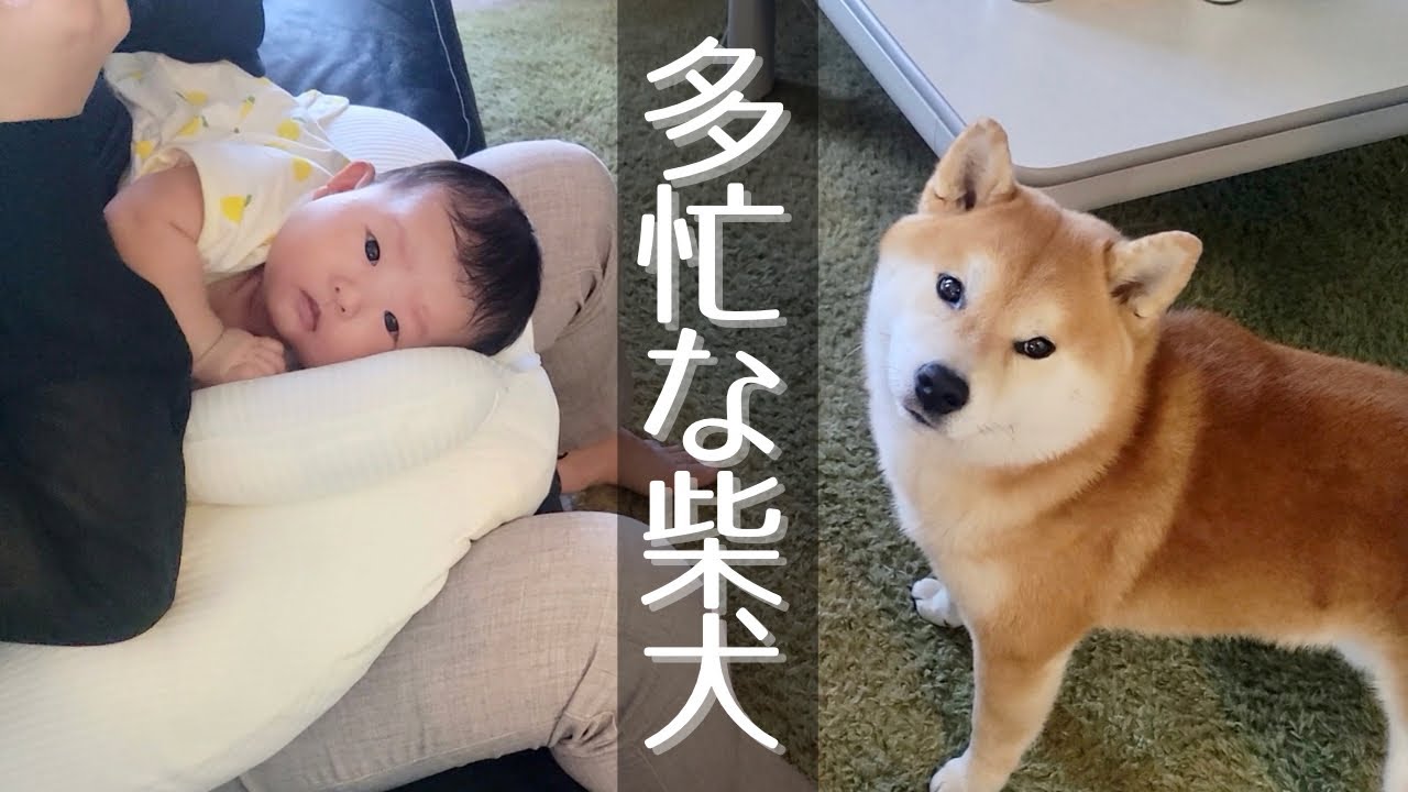 A daily log of a busy Shiba Inu brother who greets guests, raises