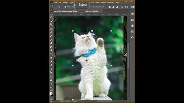 hidden fur selection technique photoshop #photoshoptutorial #shorts