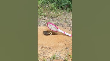 Creative DIY Bird Trap - Quail Trap #bird trap technique #shorts