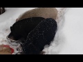 вєтнамські свині в снігу