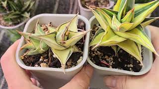 More Updates on some amazing sanservierias by Thang Plants 599 views 4 weeks ago 14 minutes, 55 seconds