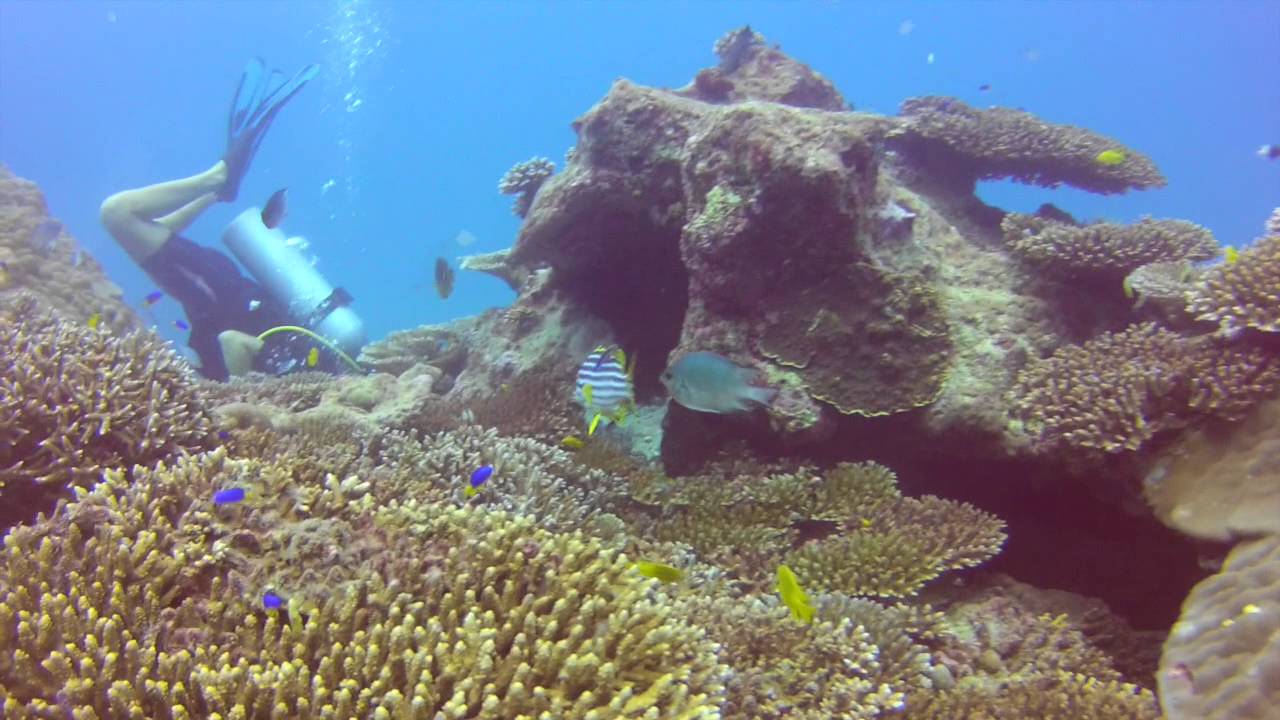 Diving in Seychelles YouTube