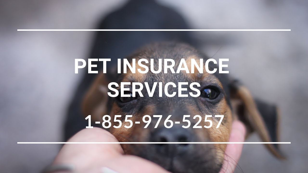 Pet Insurance Bethel NY Affordable Pet Insurance For Cats YouTube Pet insurance bethel ny affordable pet insurance for cats youtube