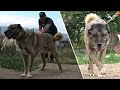 GERÇEK KANGAL KÖPEĞİ !! TOKATLI MÜZİK ÖĞRETMENİNİN SAFKAN KANGAL KÖPEKLERİNİ GÖRMENİZ LAZIM EFSANE !