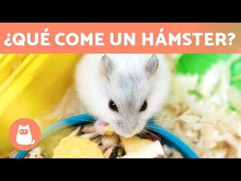 Video: ¿Cuánto necesita un hámster para comer?