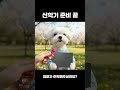 저 공부하려면 꼭 이게 필요해요! (feat. 갤럭시북5 프로) 🐶🐾
