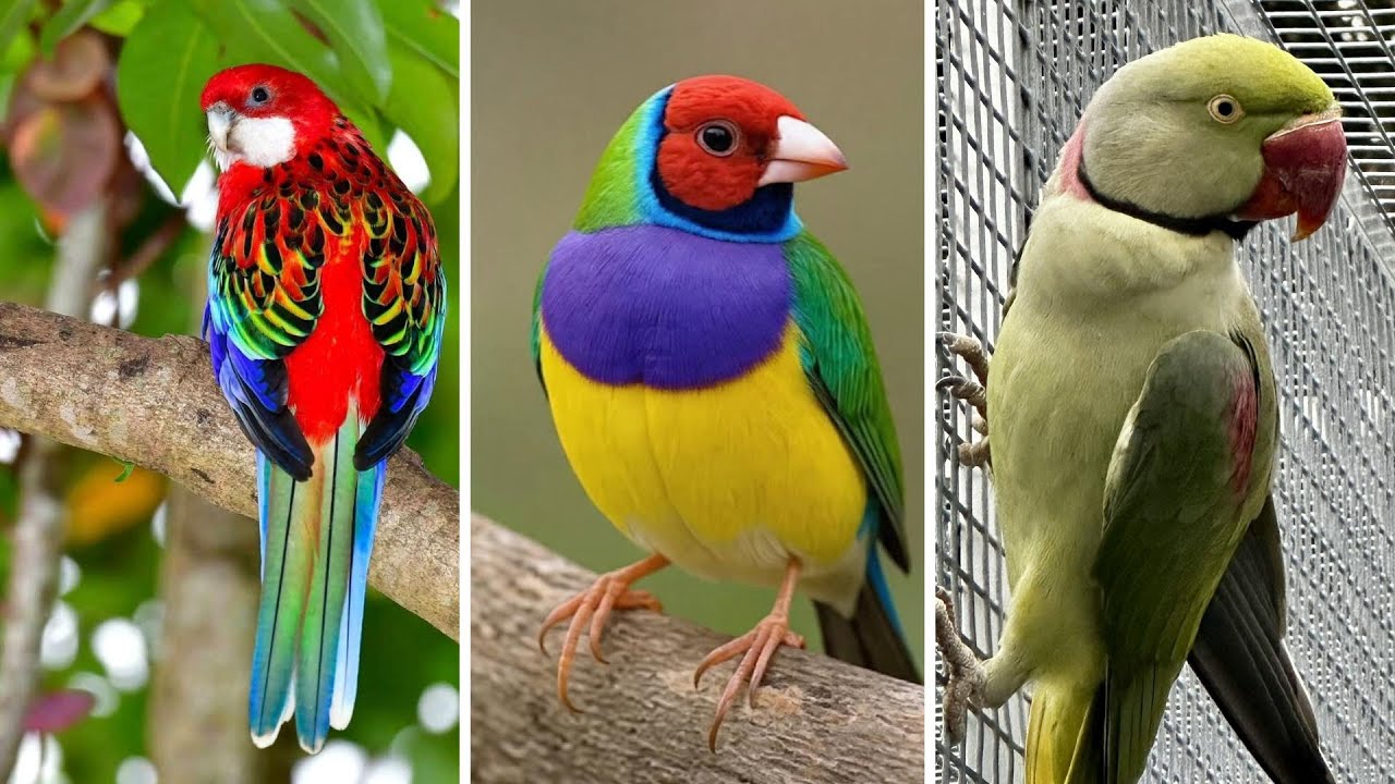 FEIRA DE PÁSSAROS EXÓTICOS DE CARUARU PE 08 01 2026