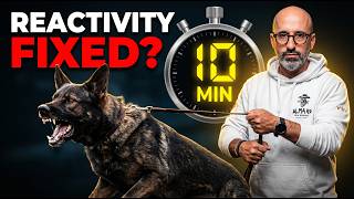 How I Fix Severe Leash Reactivity in Under 10 Minutes