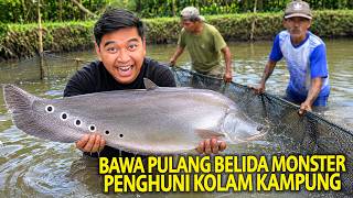 BAWA PULANG IKAN BELIDA MONSTER PENGHUNI KOLAM KAMPUNG! PELIHARAAN LAMA BANGET SAMPAI SEBESAR INI!