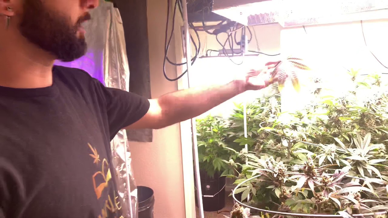 Harvesting Purple Punch Part 3