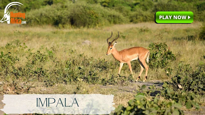 Limpopo Valley | Full Safari | Black Impala | Sable | 2023