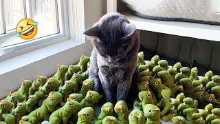 Best Funniest Cats 😹 - Don't try to hold back Laughter 😂 Funny Cats 2023 by Smit Funny Ever 331,172 views 9 months ago 16 minutes