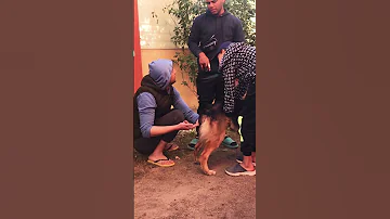 جواز الكلاب الجيرمن في 20 ثانيه Mr Hugo كلبي هايتجوز 
