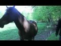 Get legally loaded - Horse