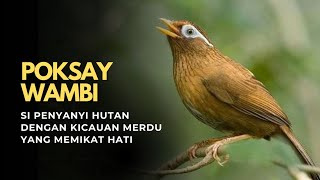 Suara Emas Poksay Wambi! Burung Kicau dengan Nyanyian Merdu yang Bikin Telinga Ketagihan‼️