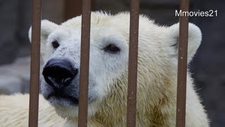 デナリを見張るララ~Polar Bear is staring at a male who is next to