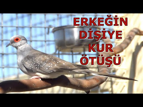 Erkek Minyatür Kumru Ötüşü