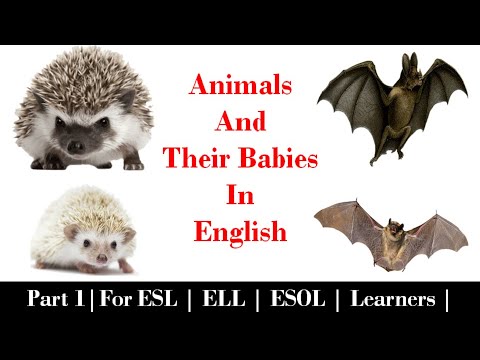 Animals And Their Babies Names | Vocabulary | Part 1 | For ESL | ELL