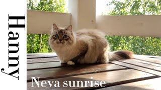 Hunny | Neva Sunrise by Neva Sunrise  336 views 1 year ago 1 minute