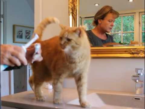 Video: Farmakokinetik Af Lotilaner Efter En Enkelt Oral Eller Intravenøs Indgivelse Hos Katte