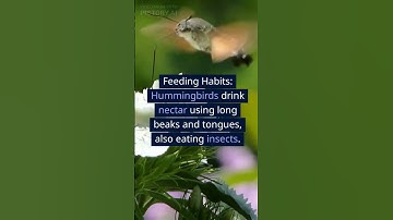 10 Facts about Hummingbirds / Smallest bird in the world! #shorts