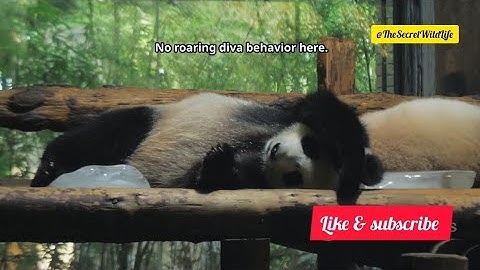 Giant Panda Facts Full video #trending #facts #video #viralvideo #panda #giantpanda #giant #wildlife