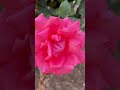 Colourful Roses ll Beautiful Flowers ll #shorts