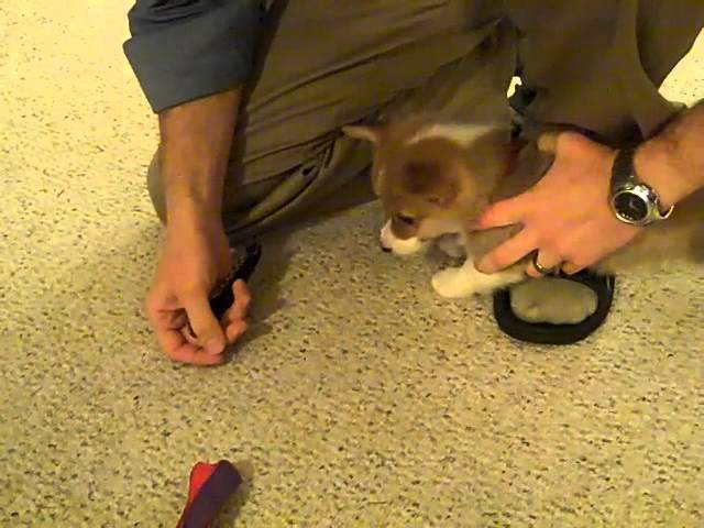 8 week corgi puppy
