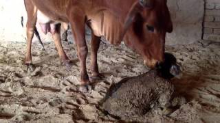 Cow giving birth to a newborn calf in a Pakistani farm - Pa