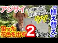 【アジサイ解説】青色・赤色、狙った花色を出す植え替え方法😊/ 大原則の〇〇を知れば、超簡単!!️/ ポイントは2つ✌️/ 植え替えの時が、花色を決める重要な時期【ガーデニング】