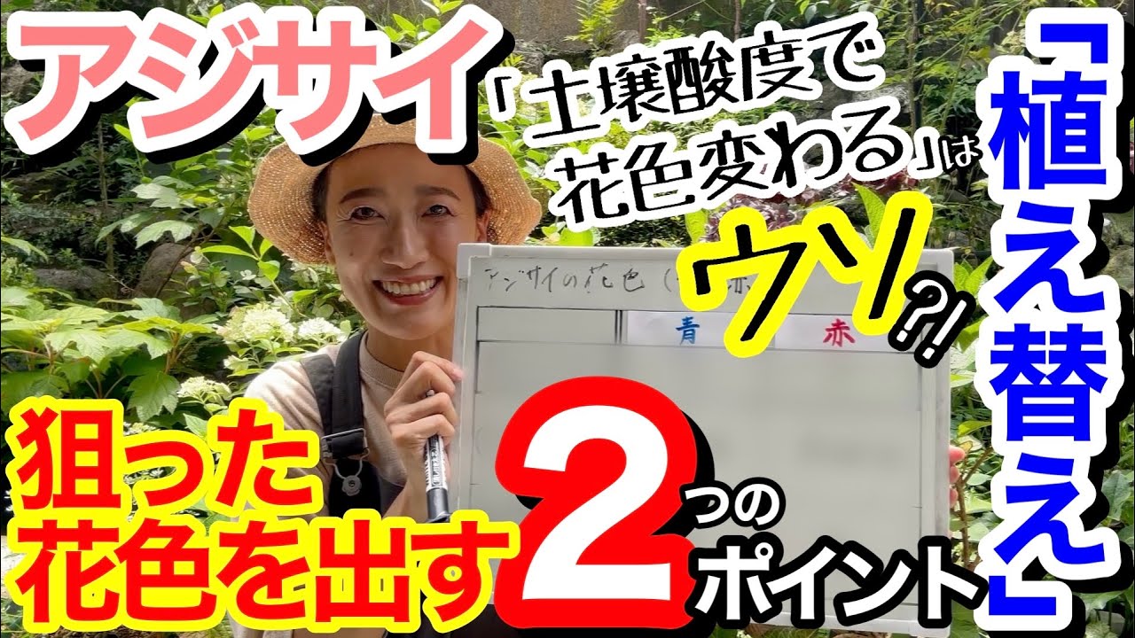 【アジサイ解説】青色・赤色、狙った花色を出す植え替え方法😊/ 大原則の〇〇を知れば、超簡単‼️/ ポイントは2つ✌️/ 植え替えの時が、花色を決める重要な時期【ガーデニング】