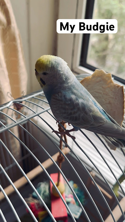 Timo The Fluffy Budgie 🕊️