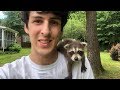 Baby raccoon rescued after mom was hit by a car