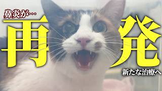 ベルちゃんの鼻炎がまたもや再発してしまいました…。