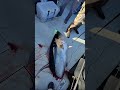 This shark is very bad! #fishing #videofishing #wildlife #shark #videoviral