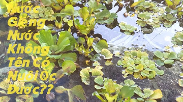 Nước Giếng Nước Mạch Nước Không Tên Có Nuôi Ốc Được Hay Không ? | Hữu Ròm TV