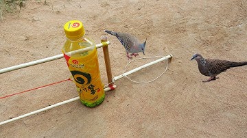 New Easy DIY Bird Trap Using Plastic Bottle & Wood | Amazing Technology