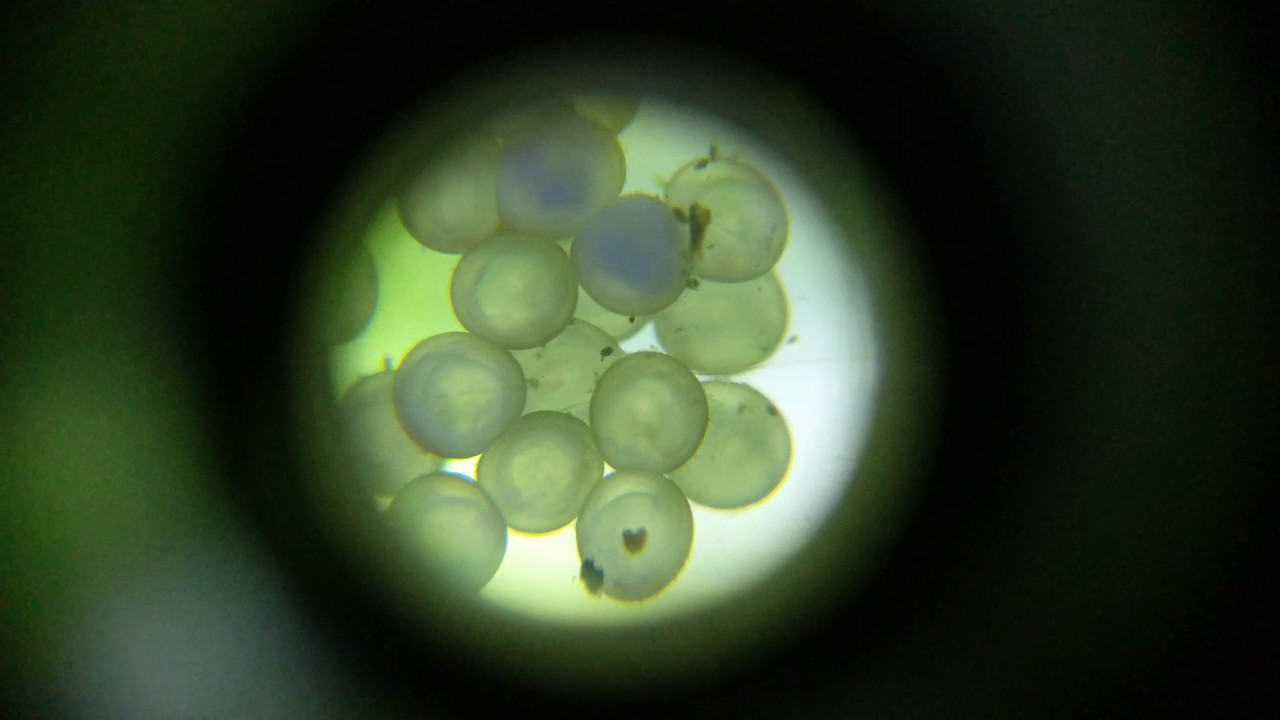You can see them move inside their egg!!! Corydoras Aeneus (Bronze