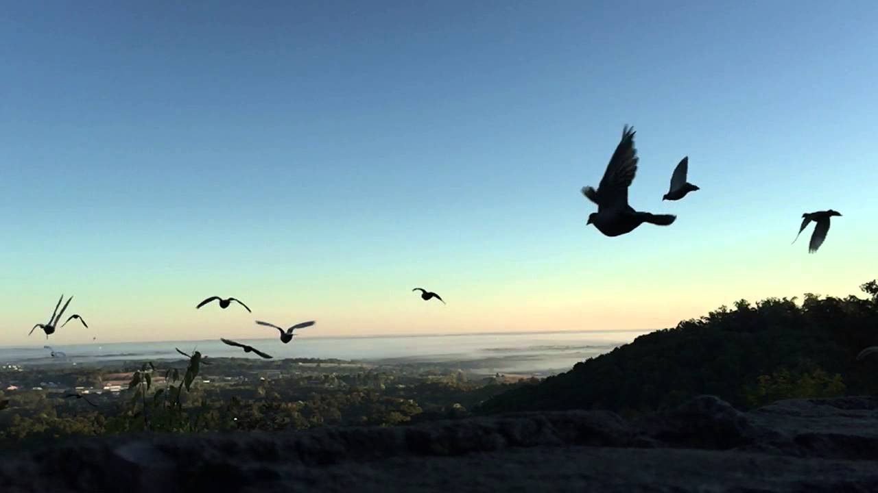 Racing Pigeons: Coming Home