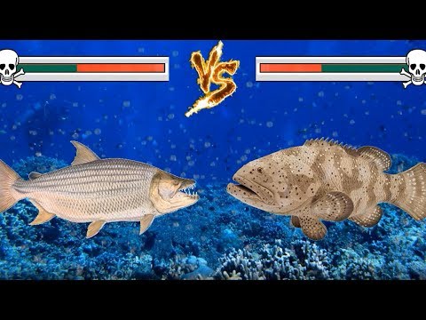 Vídeo: Diferencia Entre Animales De Agua Dulce Y Marinos