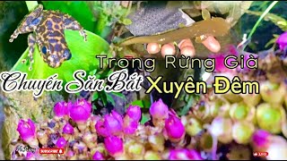 Chuyến Săn Bắt Xuyên Đêm Trong Rừng Già | Cấu cá Nheo và Bắt Ếch Rừng - Suối Zoòng Voong